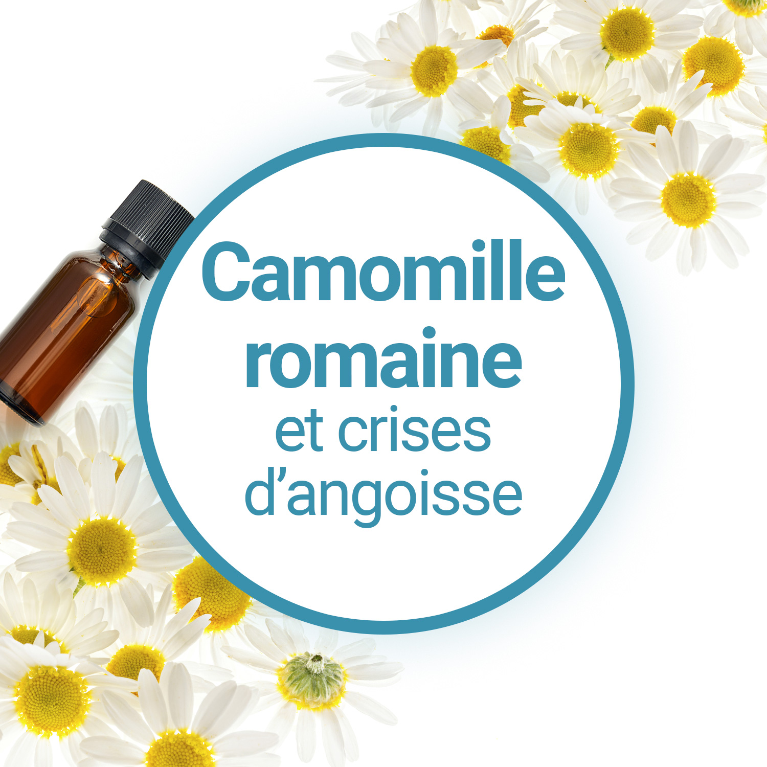 Fiche sur l'huile essentielle de Camomille Romaine - Bienfaits