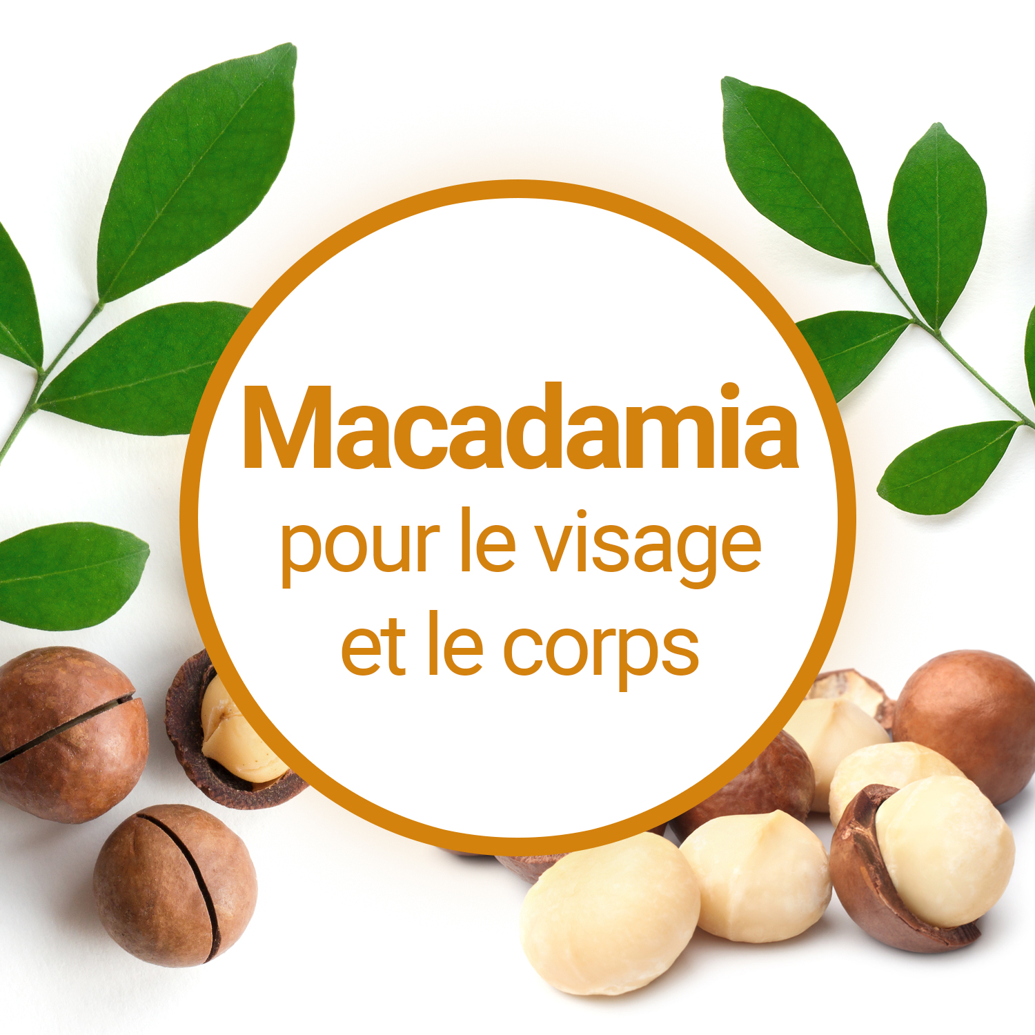 Les Noix de Macadamia : dangers et précautions