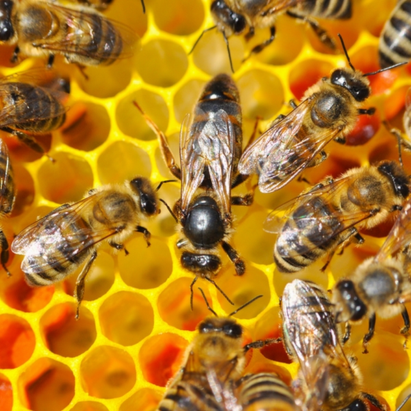 La société de la ruche et ce qu'elle produit