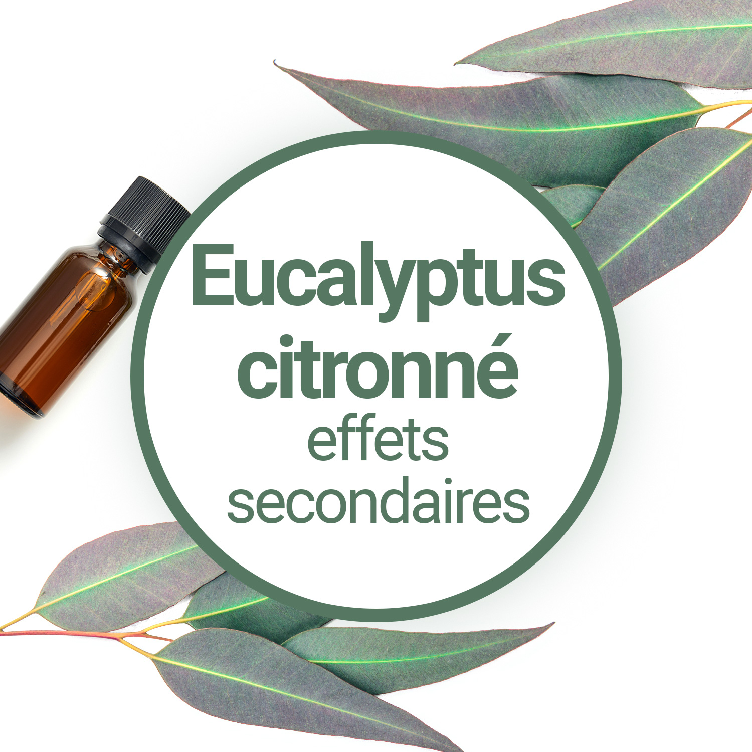 Huile Essentielle d'Eucalyptus citronné