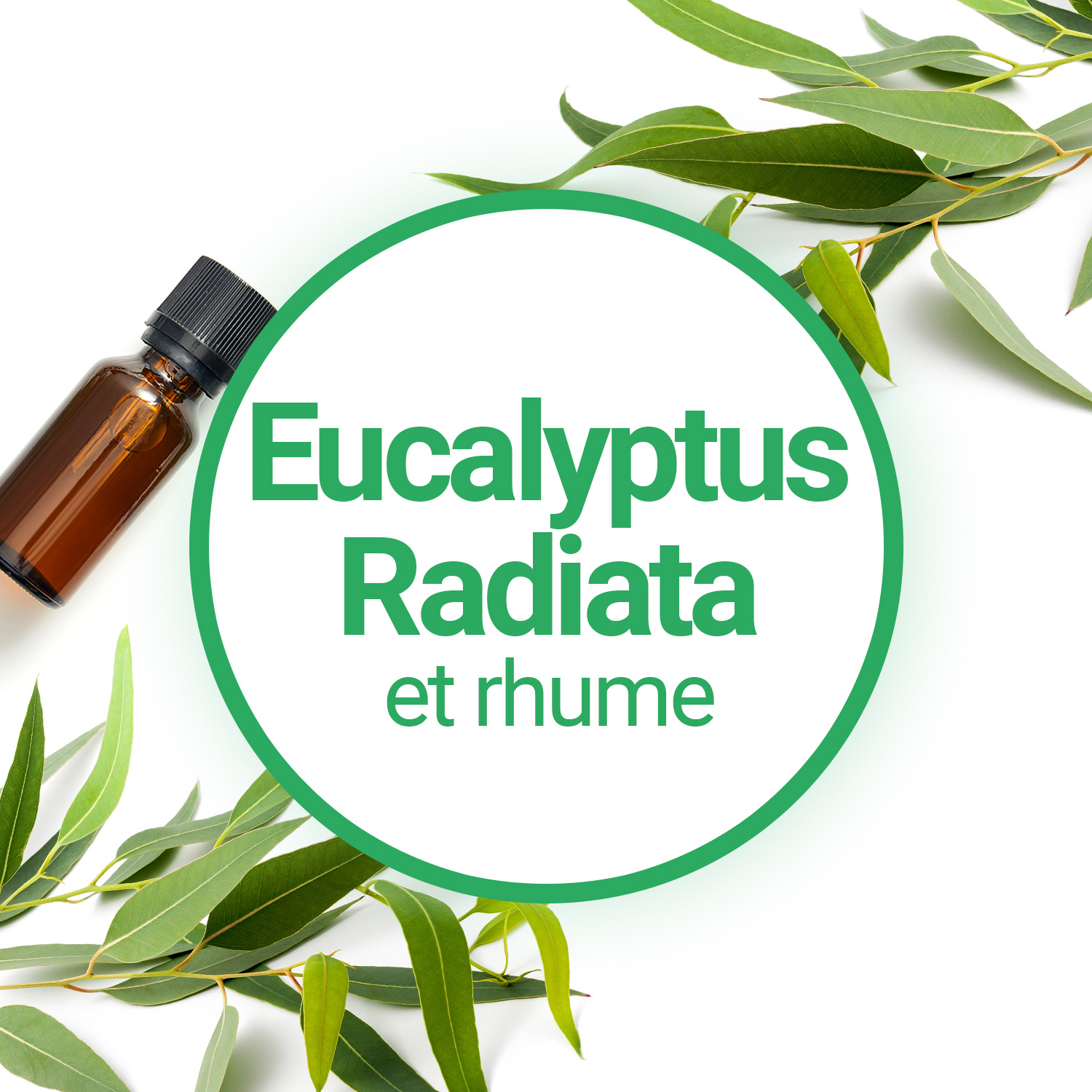 Huile essentielle d'eucalyptus radié (eucalyptus radiata)