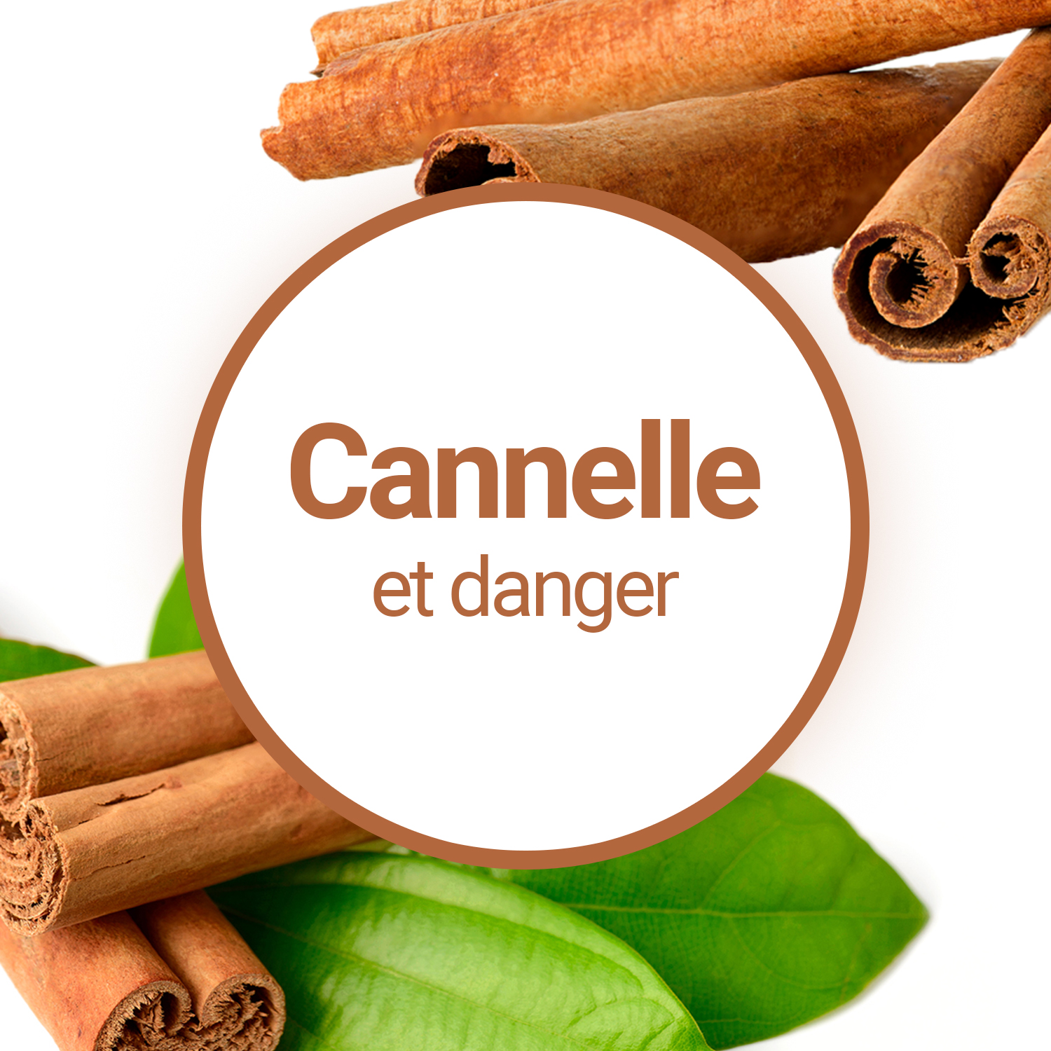 La cannelle - Tout sur la cannelle (Cinnamomum zeylanicum), ses