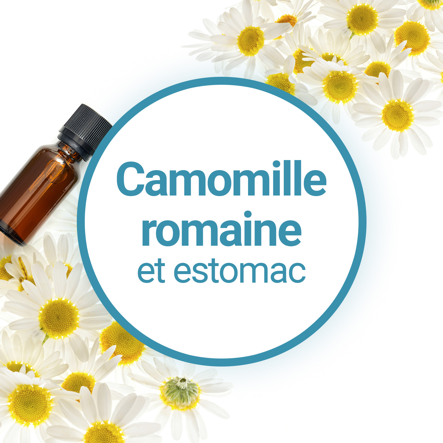 Camomille romaine Bio - Huile essentielle - 2ml
