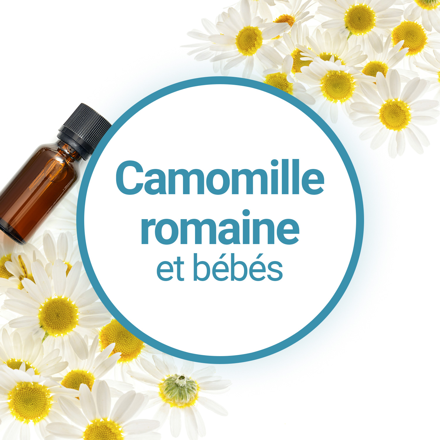 Huile Essentielle - Camomille Romaine - Aroma-Zone
