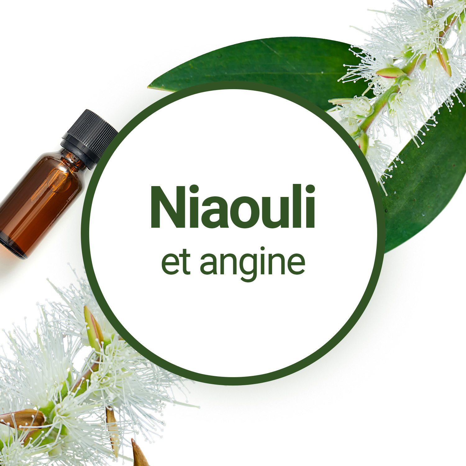 Huile Essentielle Niaouli : pour les maux d'hiver. - Phytotherapie