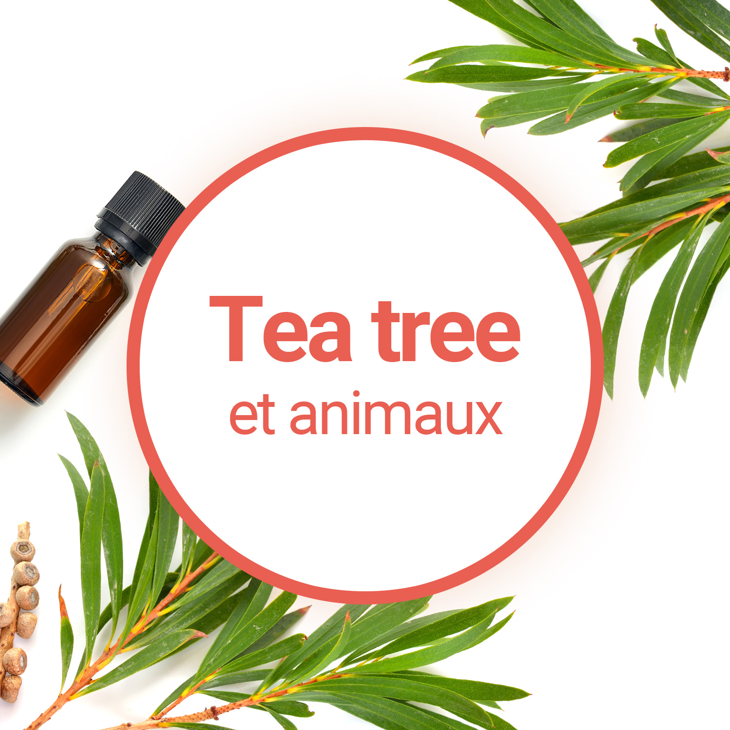 https://www.compagnie-des-sens.fr/img/cmscover/553/tea-tree-cocon-animaux.jpg