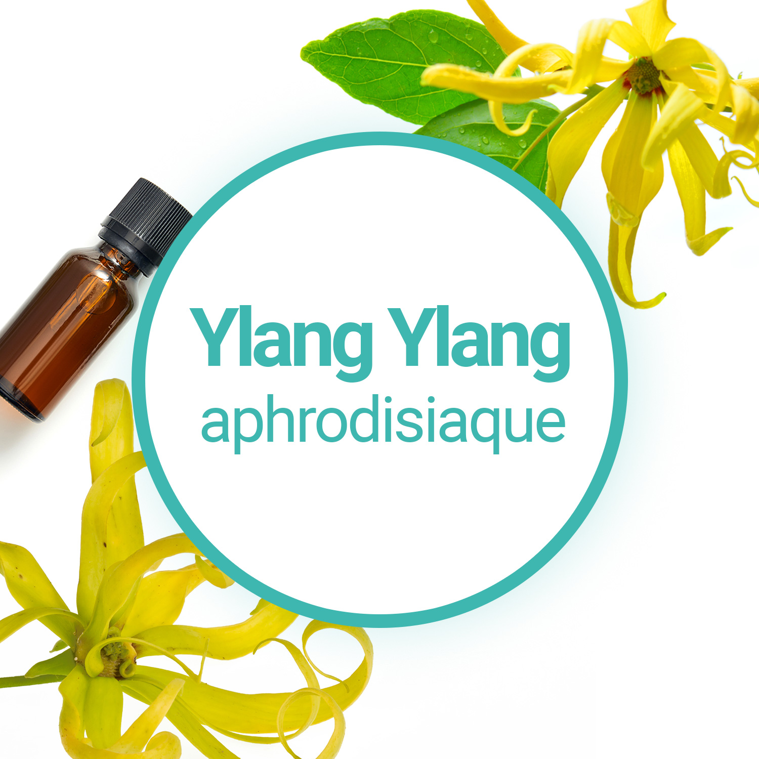 Huile essentielle de ylang ylang : utilisation, propriétés et bienfaits