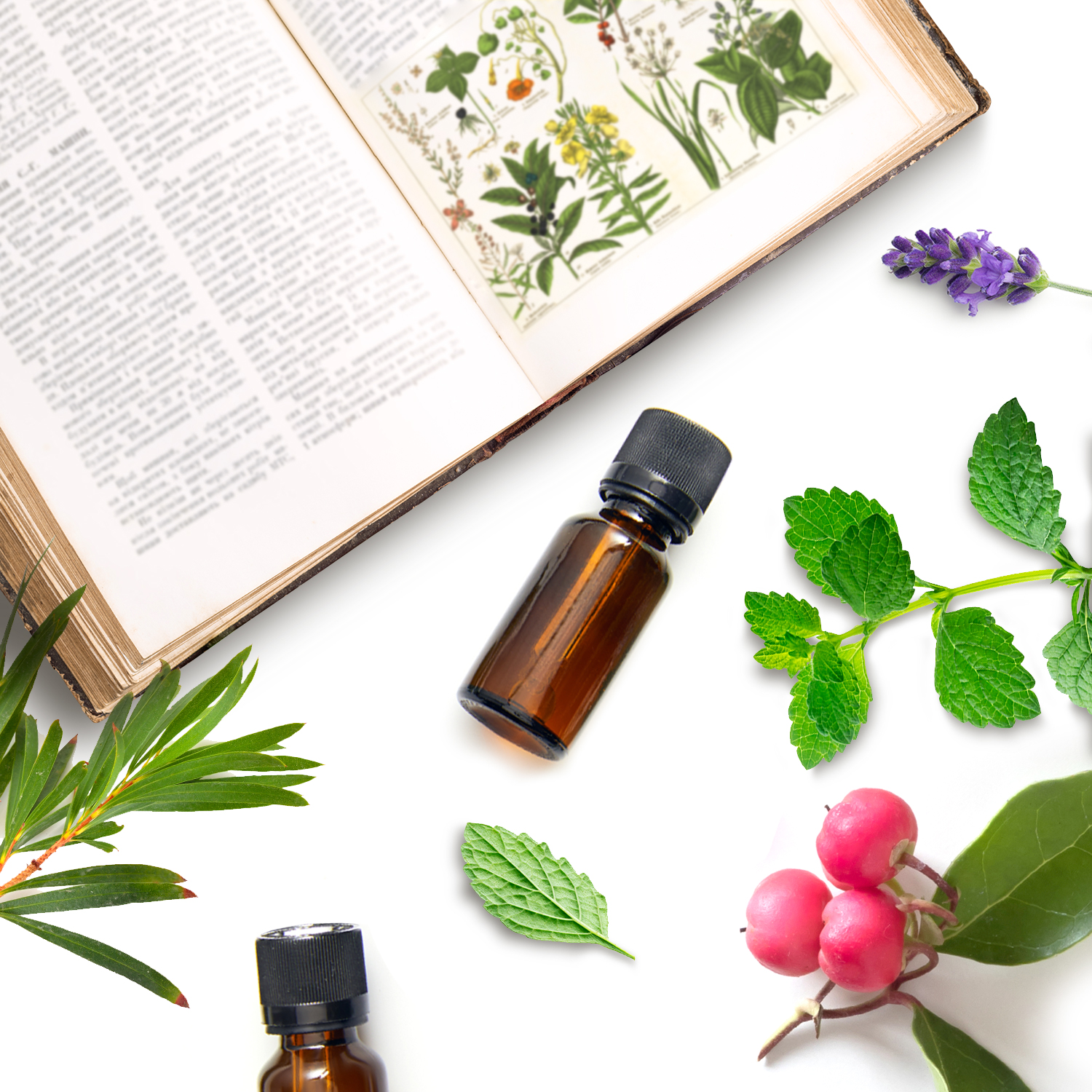L'huile essentielle de tea-tree, l'huile essentielle incontournable de  votre pharmacie